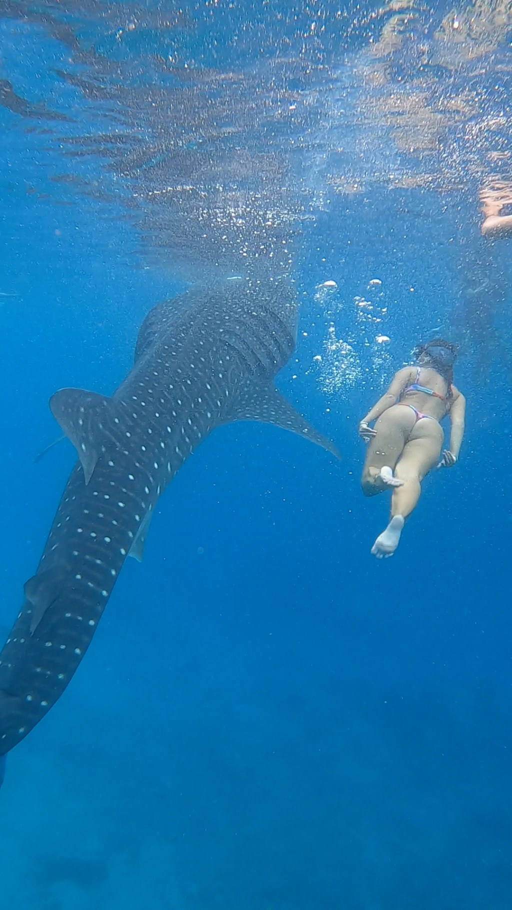 What I wish I knew before diving with whale sharks in Oslob,&nbsp;Cebu